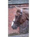 Economy Hunt Bridle